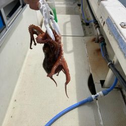 タコ釣りの新しいコツ