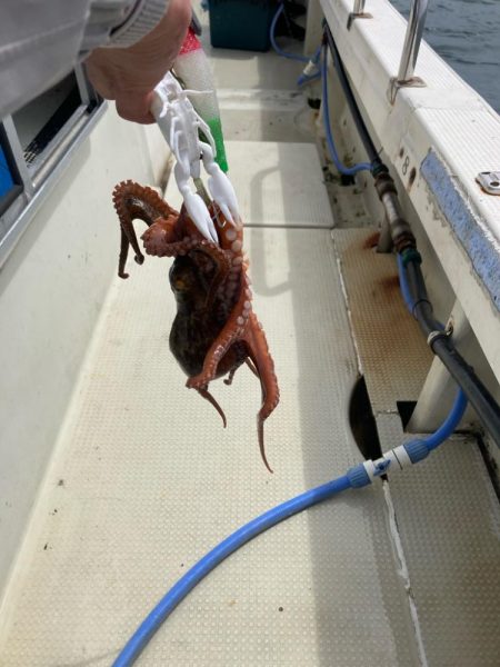 タコ釣りの新しいコツ