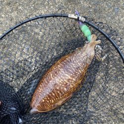 短時間エギング