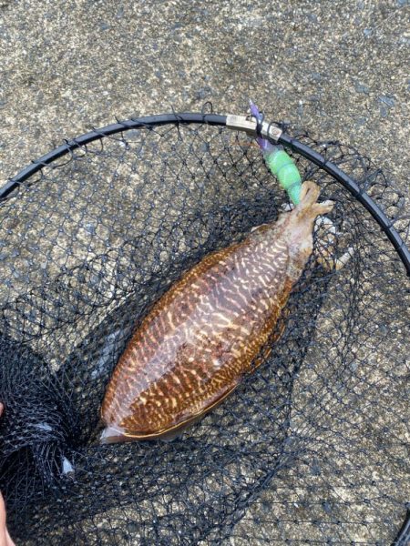 短時間エギング