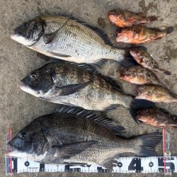 エビ撒きでチヌ活性高いです