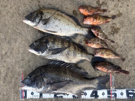 エビ撒きでチヌ活性高いです