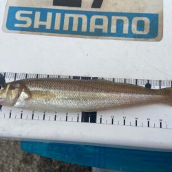 7目達成シロギスタ