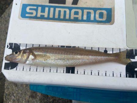 ７目達成シロギスタ