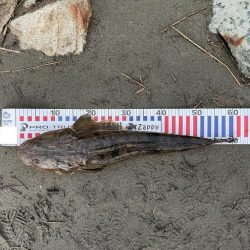 チニングのはずが