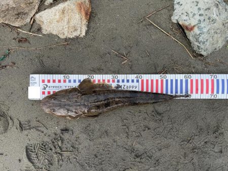 チニングのはずが