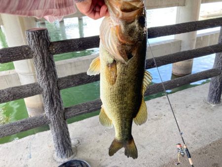 真昼間でもナイスサイズ