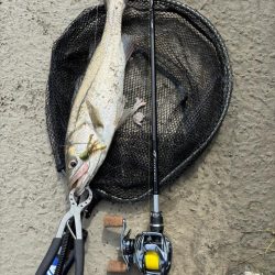 中々の入れ食いただし場所による