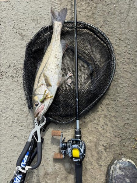 中々の入れ食いただし場所による