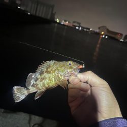 アジング修行！