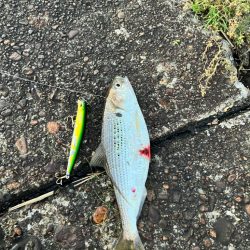 まいだいるのか？コノシロ祭り