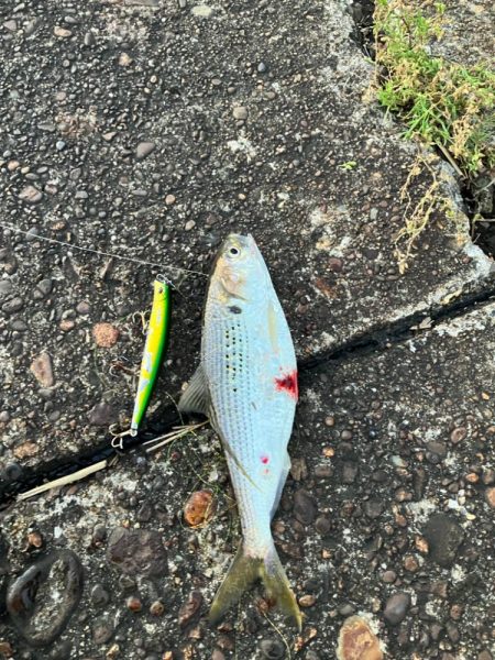 まいだいるのか？コノシロ祭り