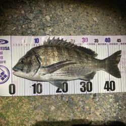 ナイトチニング