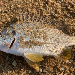 朝マヅメチニング