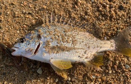 朝マヅメチニング