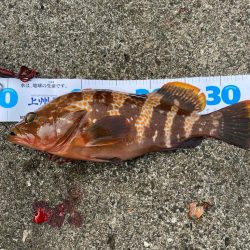 朝マヅメ根魚！