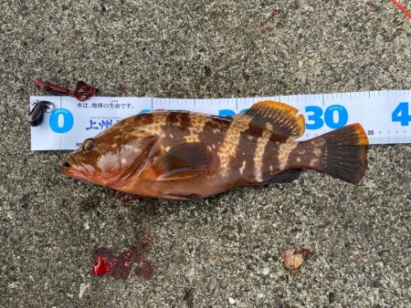 朝マヅメ根魚！