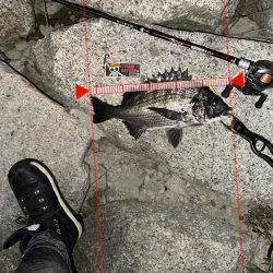 ベイトがいい感じです遡上してきたみたい…狙いますよ、シーバスくんを！