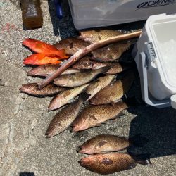 ロックフィッシュ