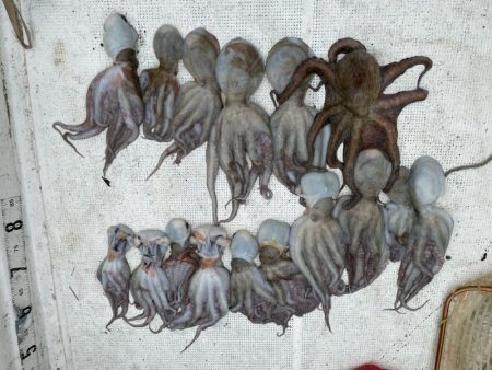 オクトパッシングとサッパサビキ