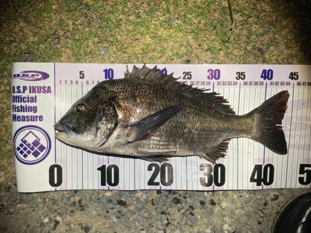 ナイトチニング