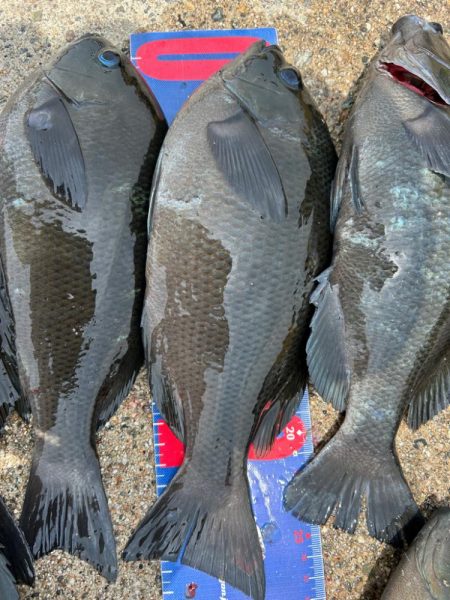 魚津港フカセ釣り