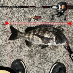 あれ？おチヌさんイージー？vol.1