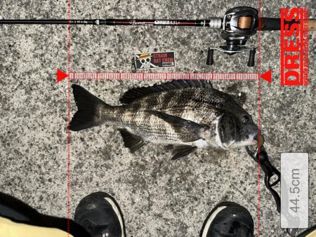 あれ？おチヌさんイージー？vol.1