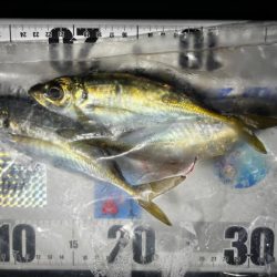 最近の目標は3匹アジング