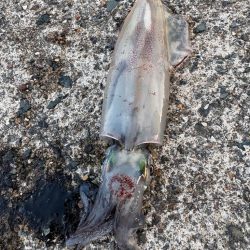 暑い…早々に納竿