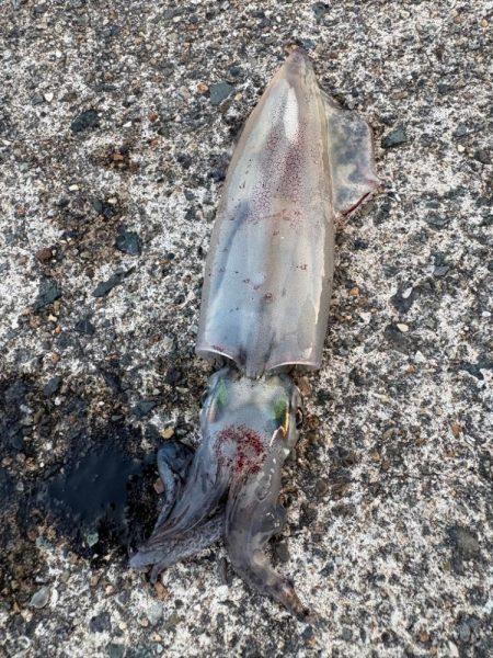 暑い…早々に納竿