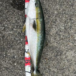 久しぶりのブリ！