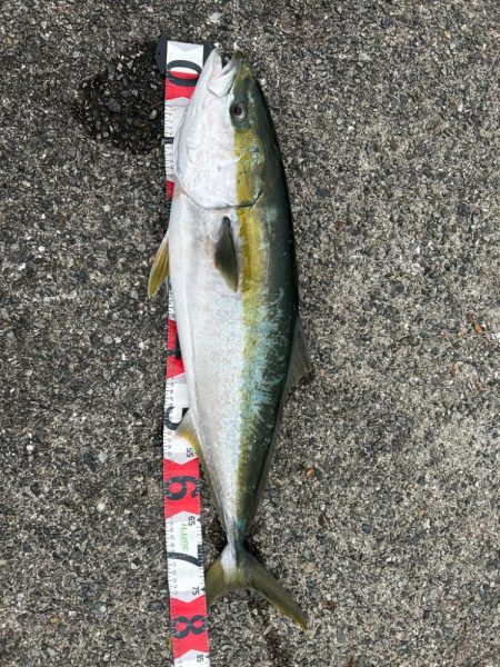 久しぶりのブリ！