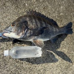 エビ撒きチヌ好調です♪