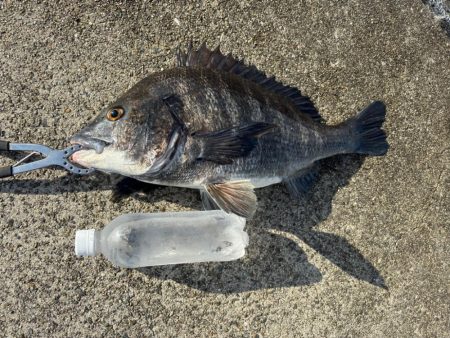 エビ撒きチヌ好調です♪