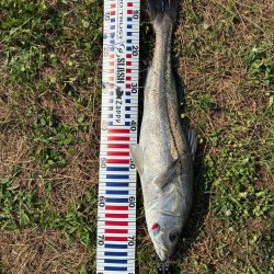 自己記録更新の75センチ