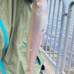 元気で綺麗なキス釣れてます