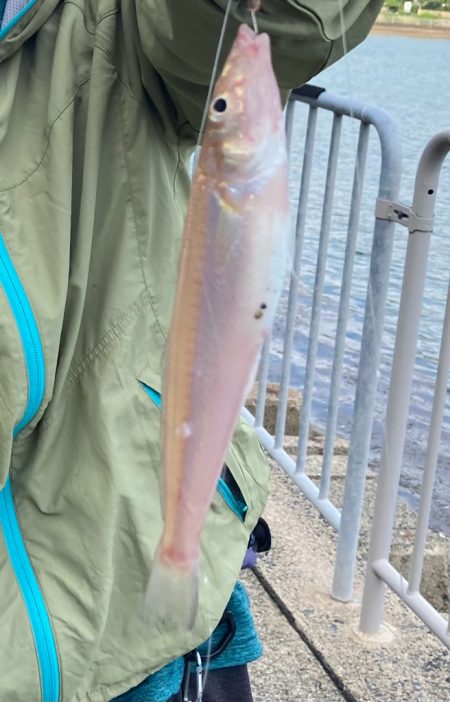 元気で綺麗なキス釣れてます