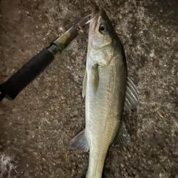 まだバチパターン