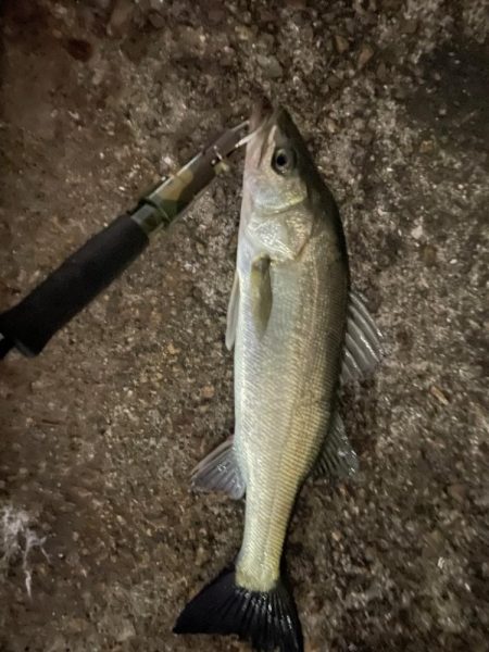 まだバチパターン