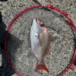 下津井フカセ釣り