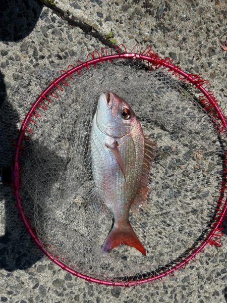 下津井フカセ釣り