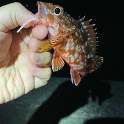 遠征ライトゲーム