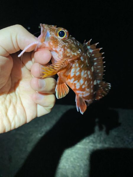 遠征ライトゲーム