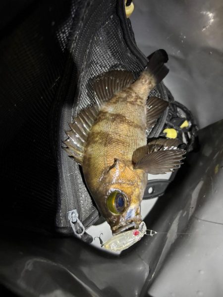 メバルプラッキング