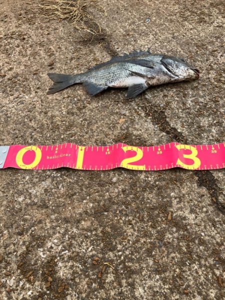 食い渋ったら船底を狙う