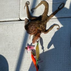 初船タコ