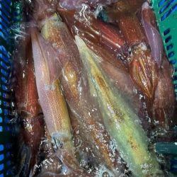 越前沖でイカメタル