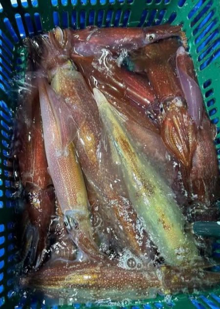 越前沖でイカメタル