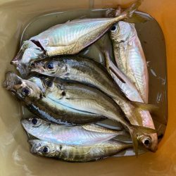 朝マズメのアジ狙いで8匹GET